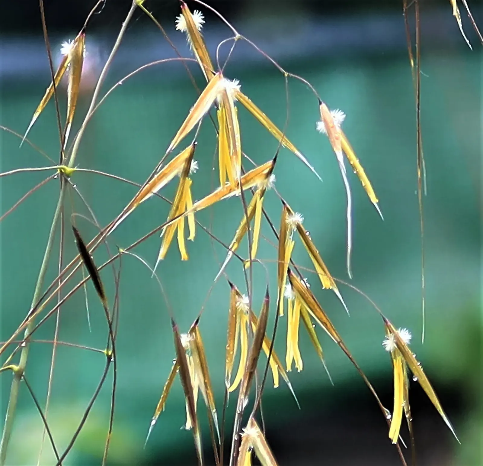 Giant Feather Grass (Stipa Gigantea) — This low-maintenance perennial thrives in full sun with well-drained soil