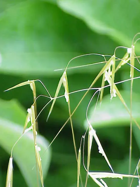Giant Feather Grass (Stipa Gigantea) — Stipa gigantea is ideal for use as a focal point