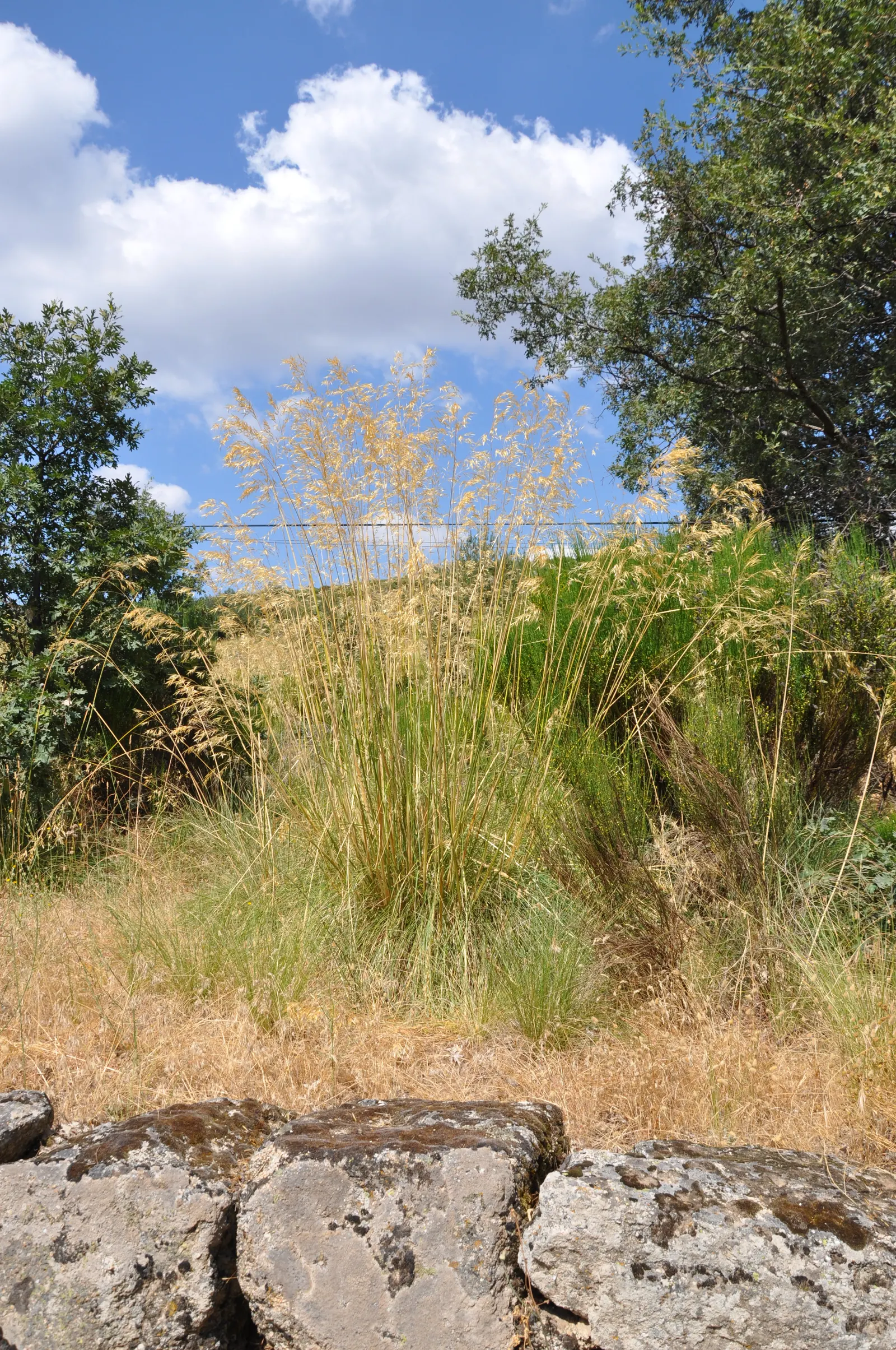 Giant Feather Grass (Stipa Gigantea) — tussock-like clump of bright green which persists year-round