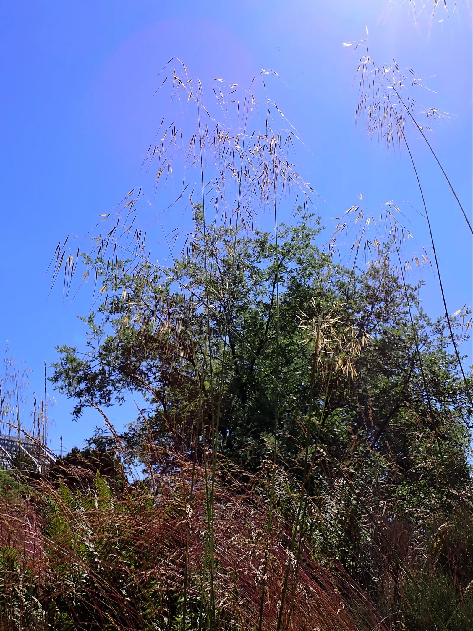 Giant Feather Grass (Stipa Gigantea) — tolerating drought once established