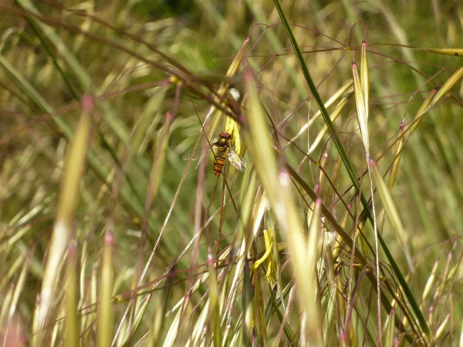 Giant Feather Grass (Stipa Gigantea) — this species can reach mature heights of 6 to 8 feet