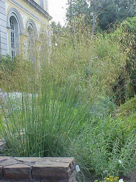 Giant Feather Grass (Stipa Gigantea) — slender flower spikes emerge
