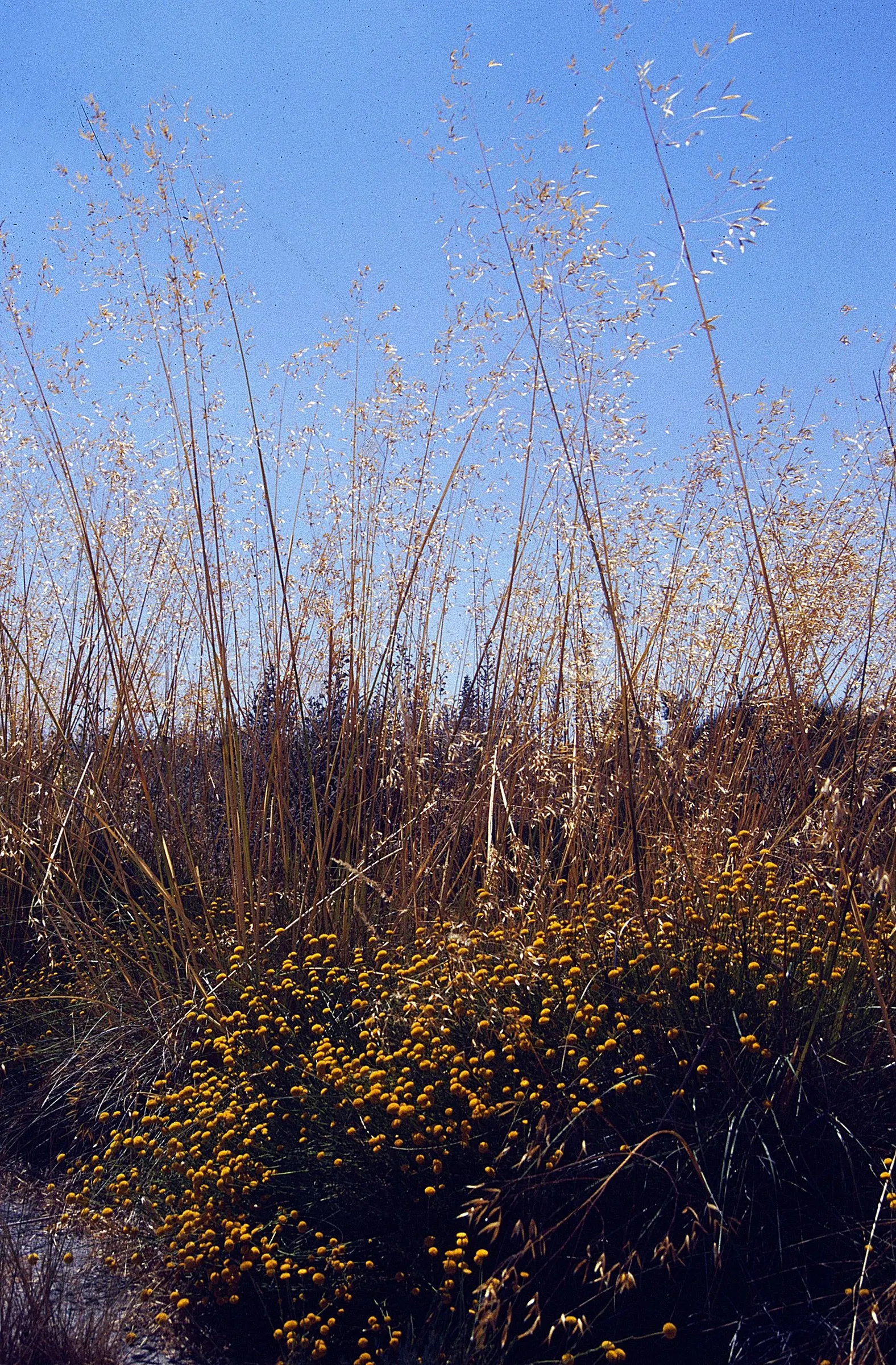 Giant Feather Grass (Stipa Gigantea) — airy golden panicles in summer