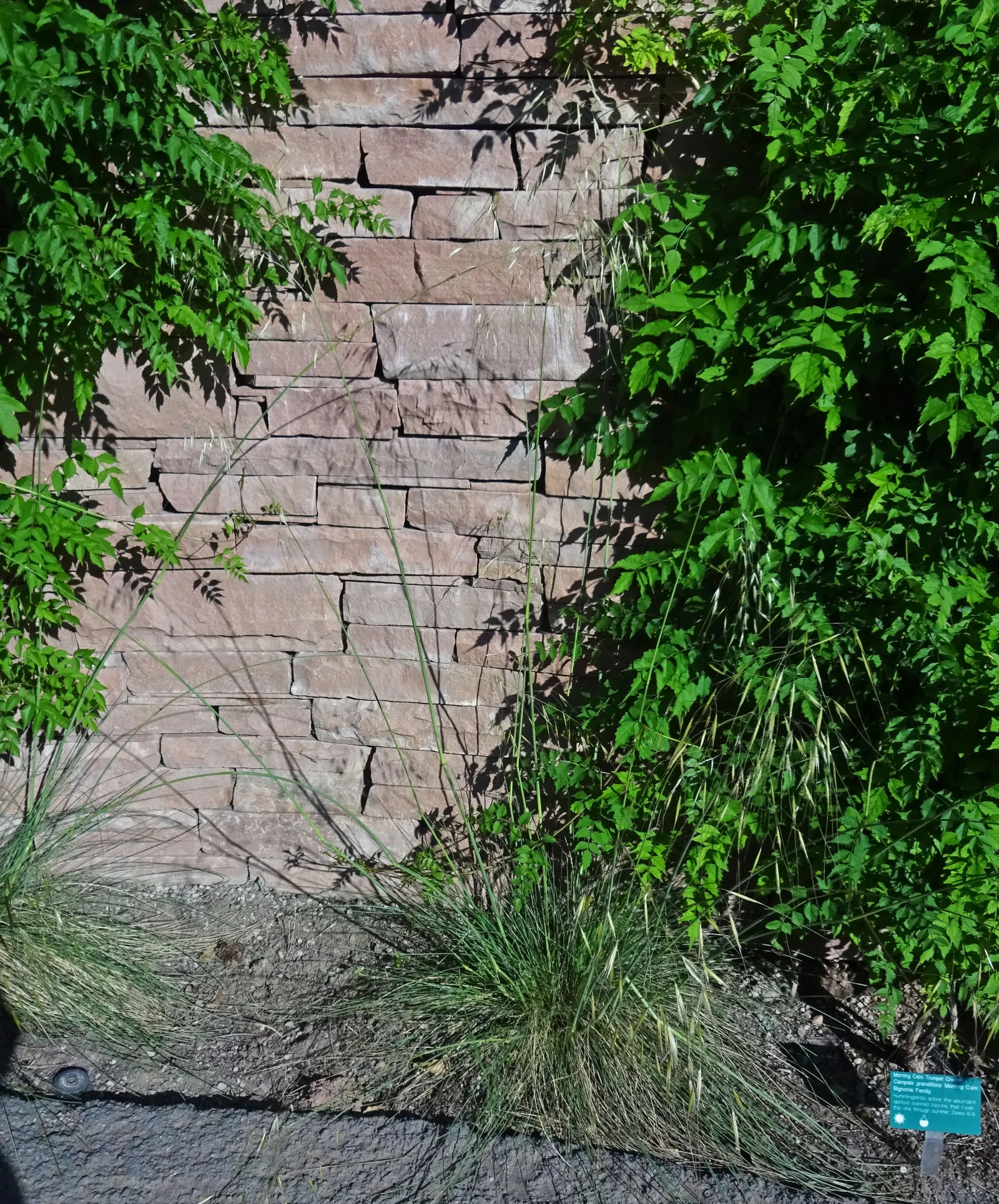 Giant Feather Grass (Stipa Gigantea) — ensuring a natural but breathtaking display