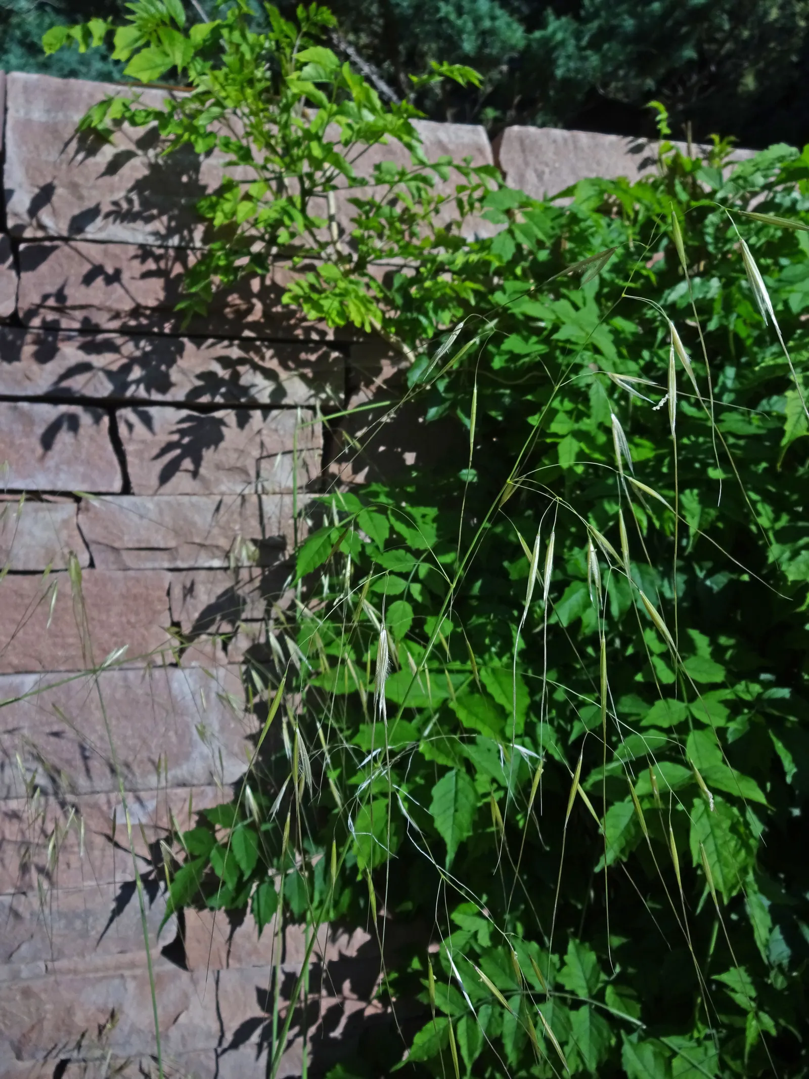Giant Feather Grass (Stipa Gigantea) — or "Stipa gigantea," is a striking ornamental grass; which sway gracefully and provide a delicate texture against a