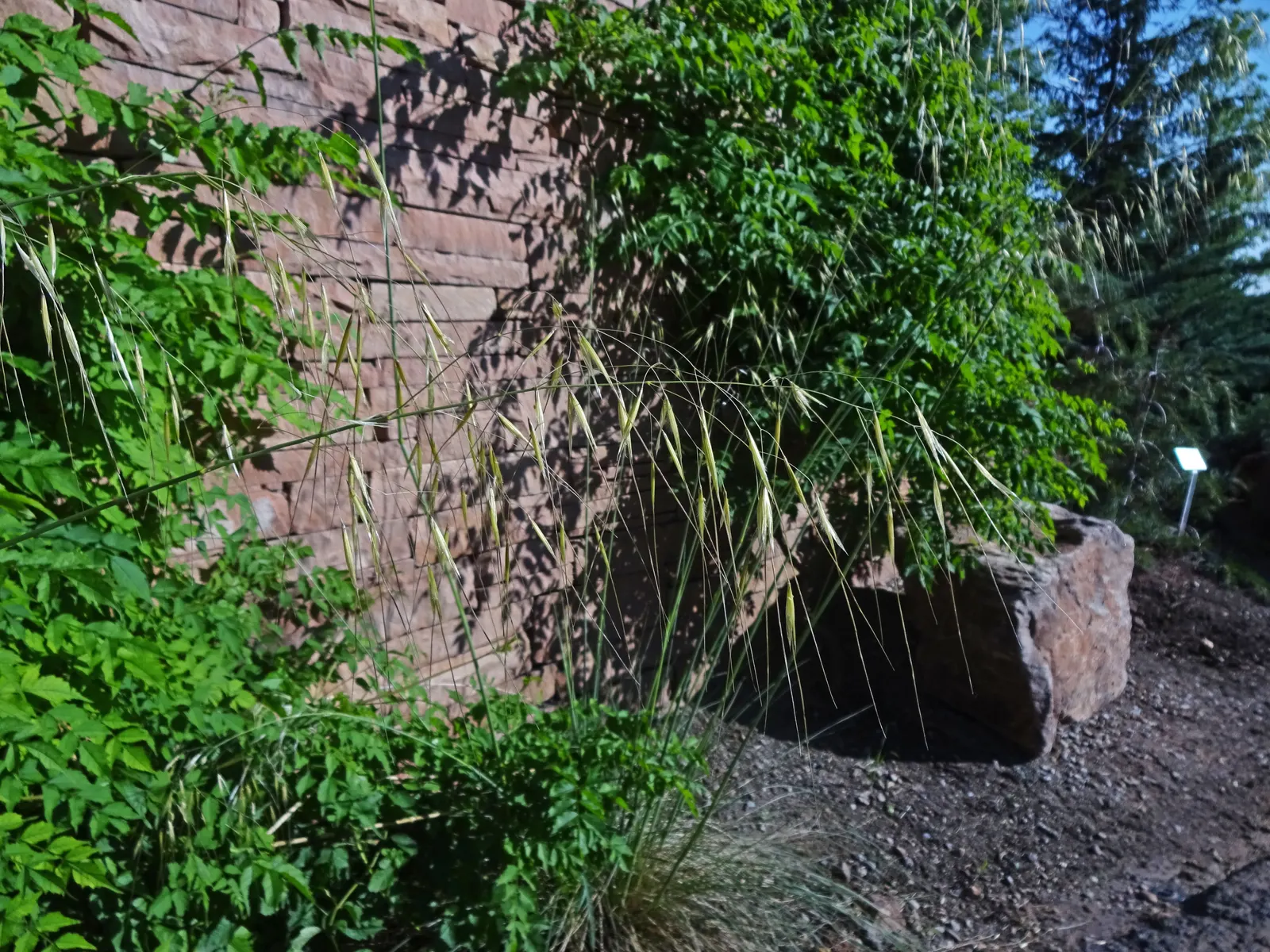 Giant Feather Grass (Stipa Gigantea) — USDA hardiness zones for this plant range from 7 through 10