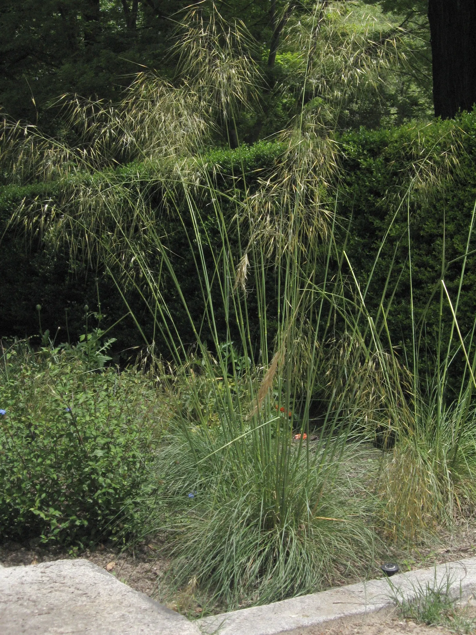 Giant Feather Grass (Stipa Gigantea) — It thrives in full sun and well-drained soil