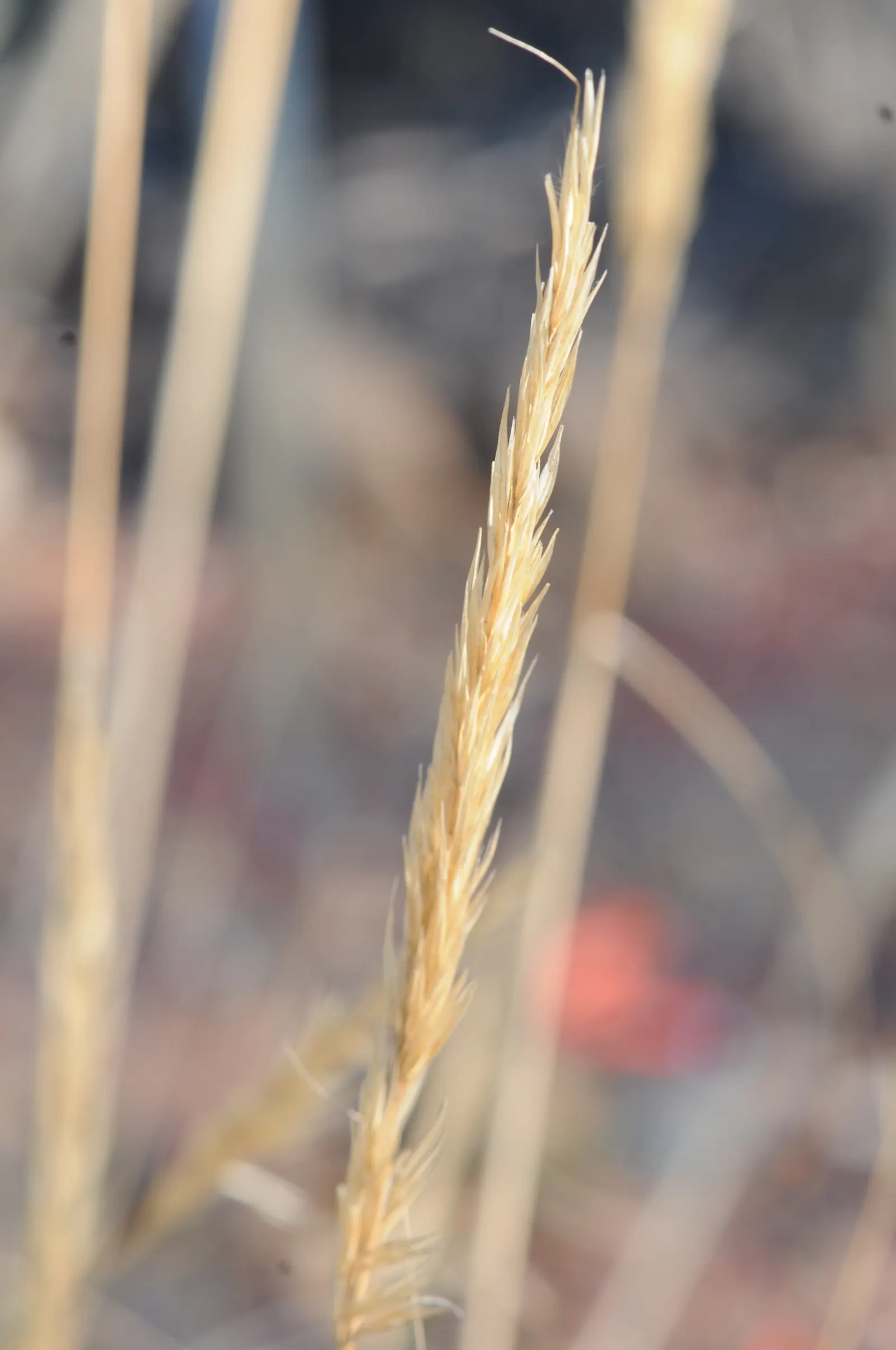 Giant Feather Grass (Stipa Gigantea) — or as part of a grass garden