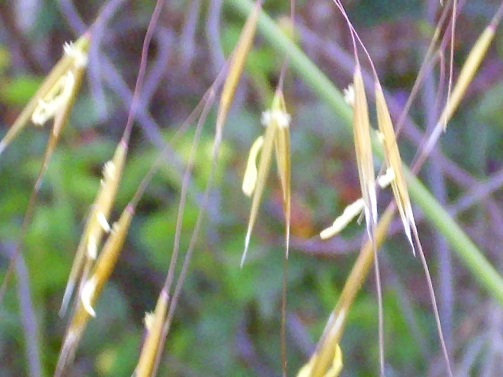 Giant Feather Grass (Stipa Gigantea) — adding texture and movement to the landscape