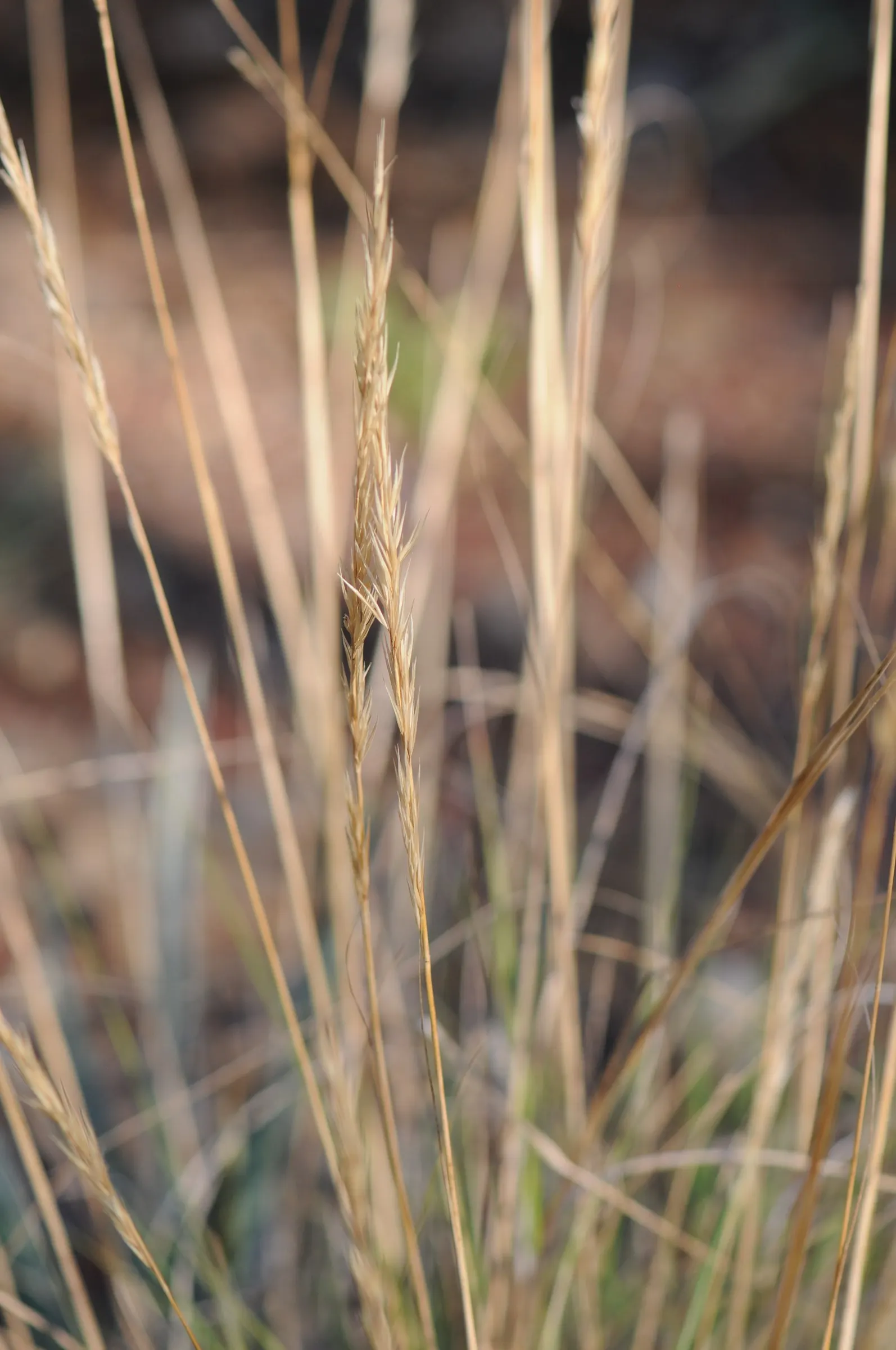 Giant Feather Grass (Stipa Gigantea) — providing enduring visual interest.<br><br>For the landscape designer