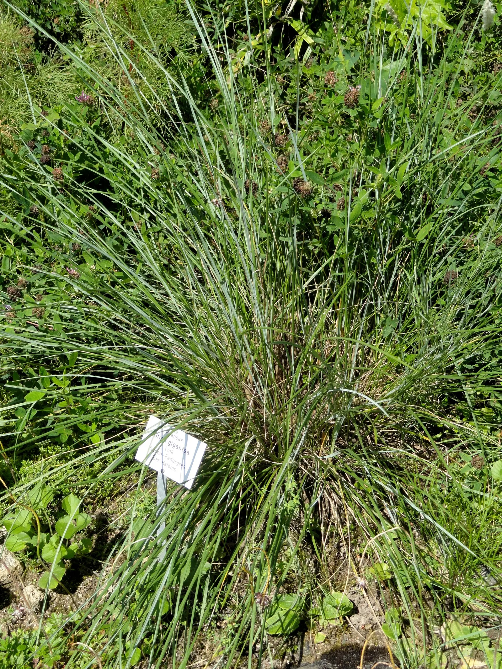 Giant Feather Grass (Stipa Gigantea) — An evergreen perennial native to the Iberian Peninsula