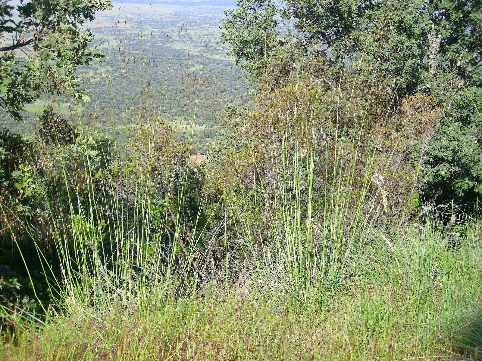 Giant Feather Grass (Stipa Gigantea) — or "Stipa gigantea," is a striking ornamental grass