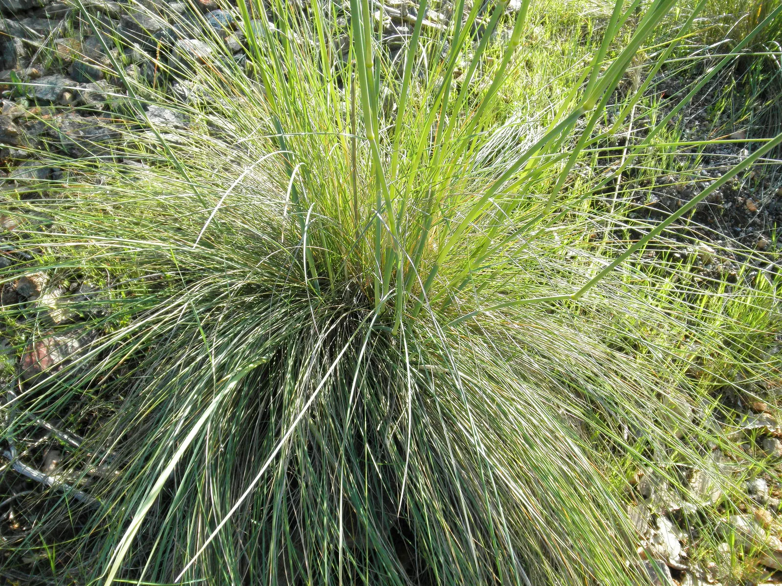 Giant Feather Grass (Stipa Gigantea) — golden panicles that shimmer in the sunlight