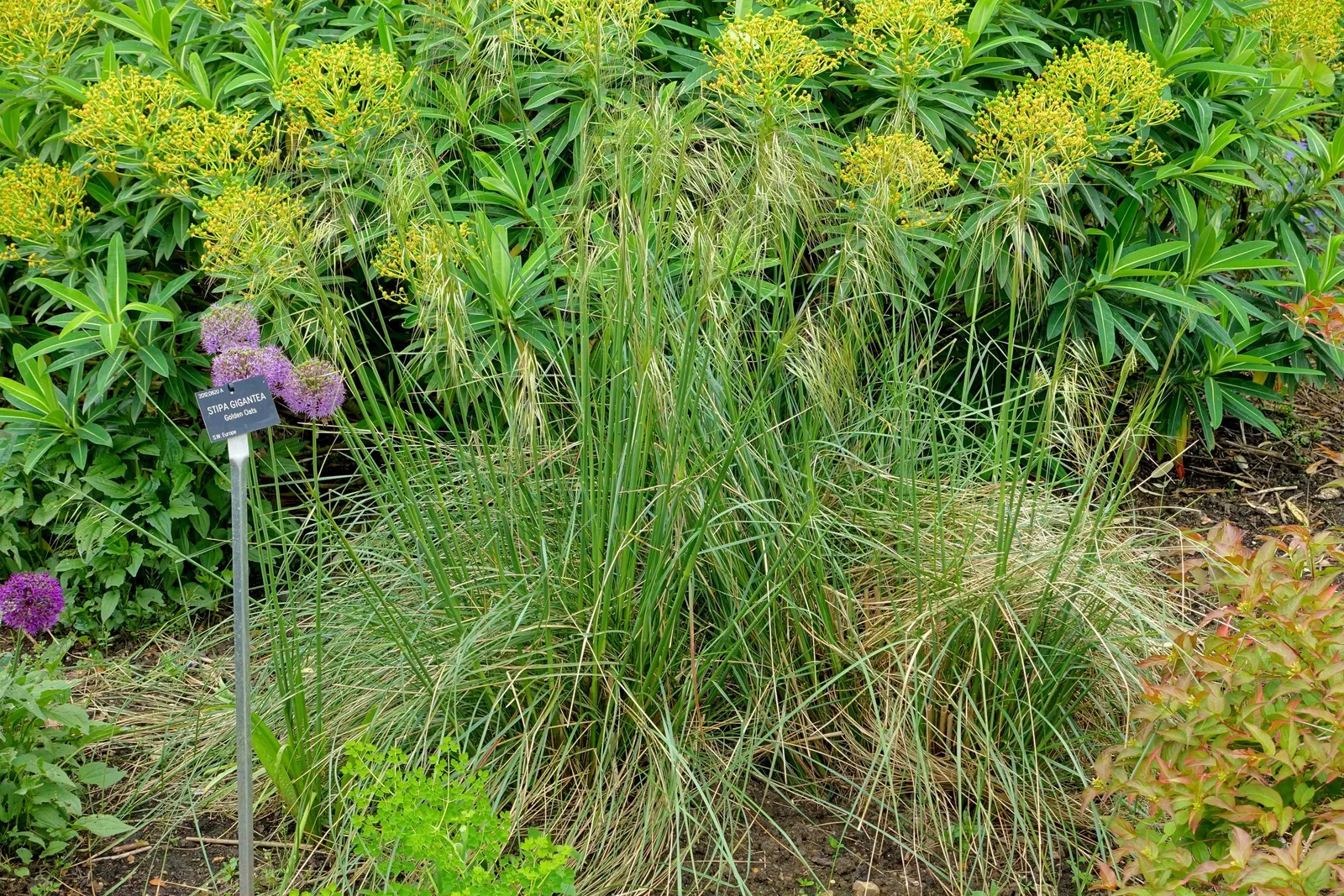 Giant Feather Grass (Stipa Gigantea) — In late spring to early summer