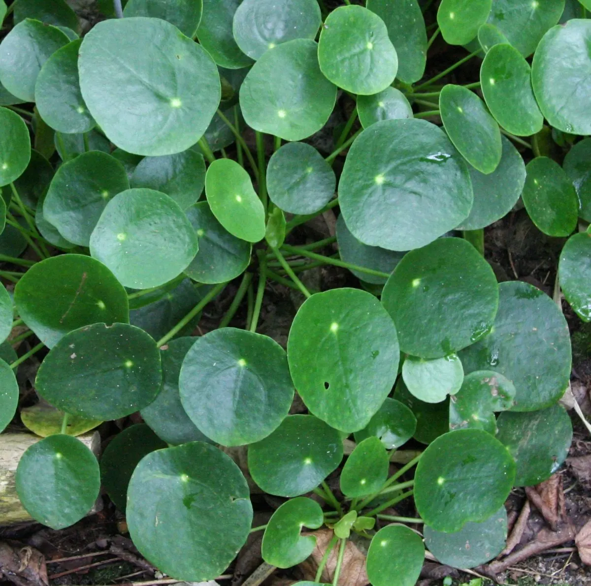Chinese Money Plant (Pilea Peperomioides) — The Chinese Money Plant (Pilea peperomioides)