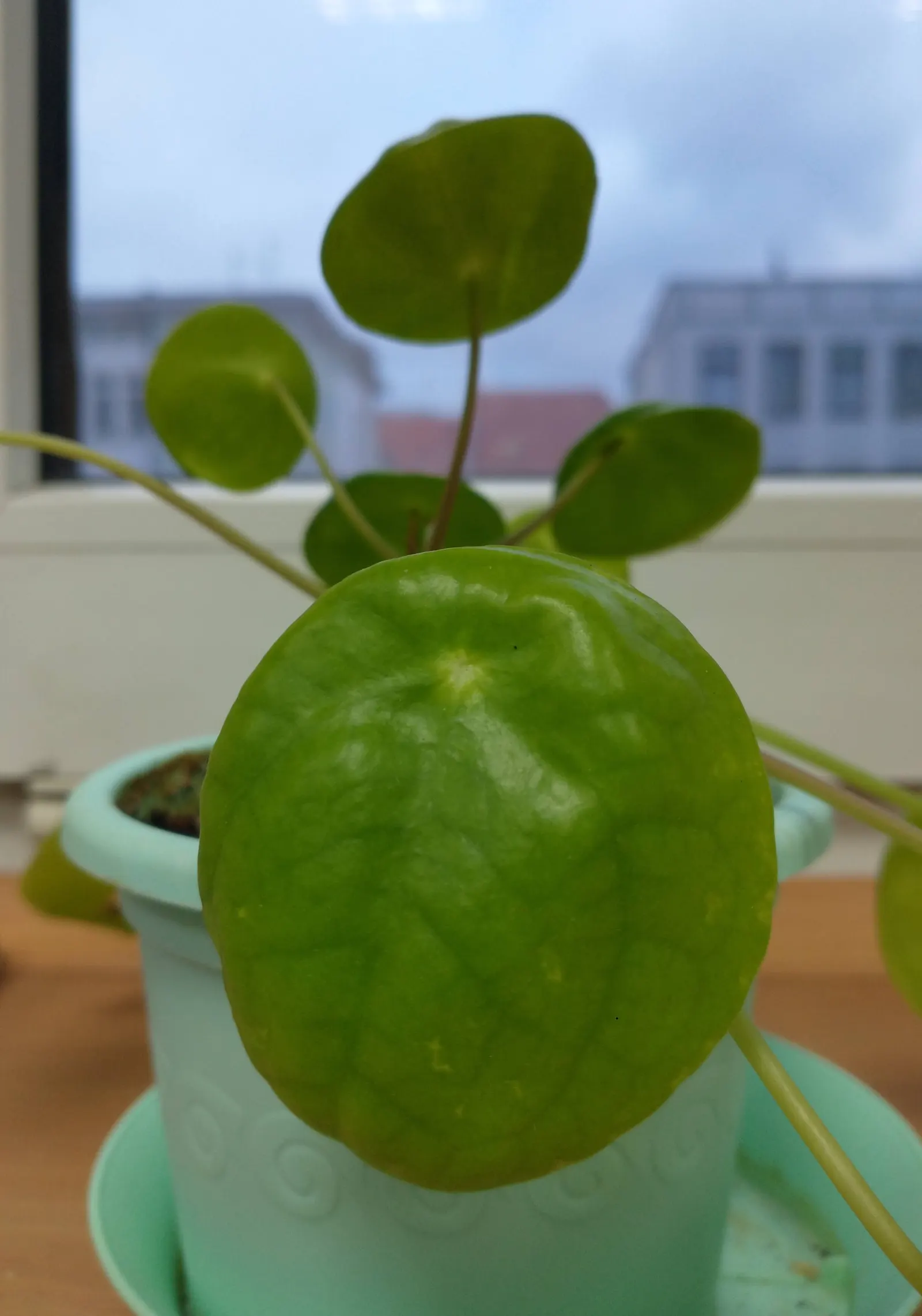Chinese Money Plant (Pilea Peperomioides) — indirect light with well-draining soil