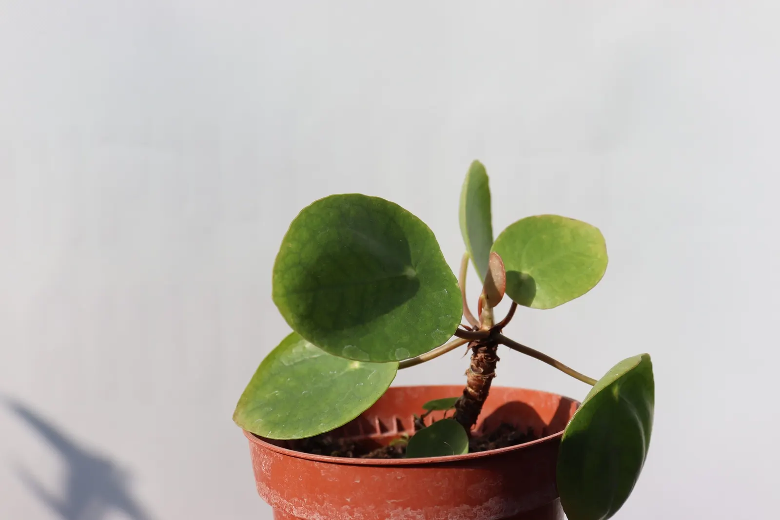 Chinese Money Plant (Pilea Peperomioides) — compact form suitable for smaller areas within the landscape design or as a striking tabletop feature