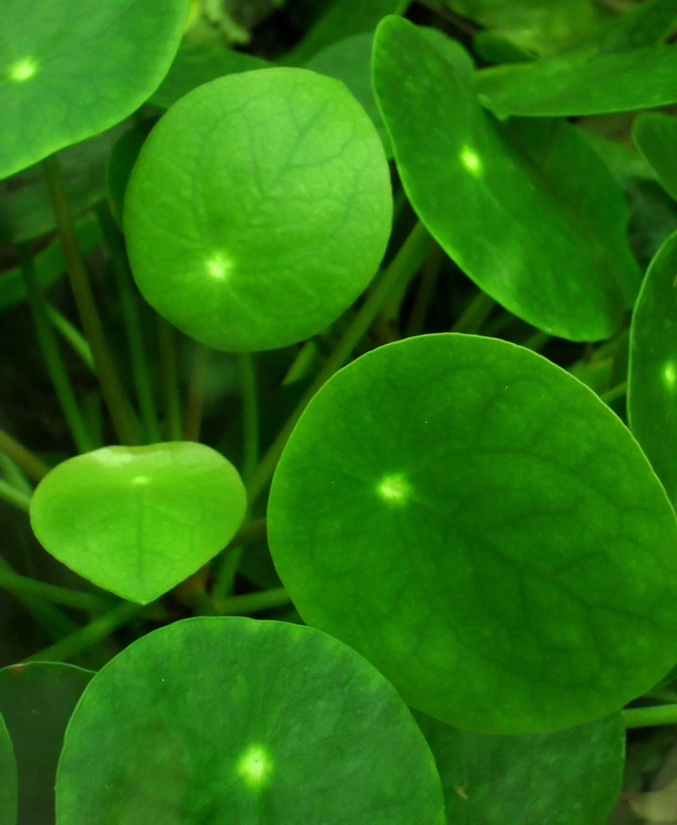 Chinese Money Plant (Pilea Peperomioides) — Pilea peperomioides produces a tidy; indirect light with well-draining soil