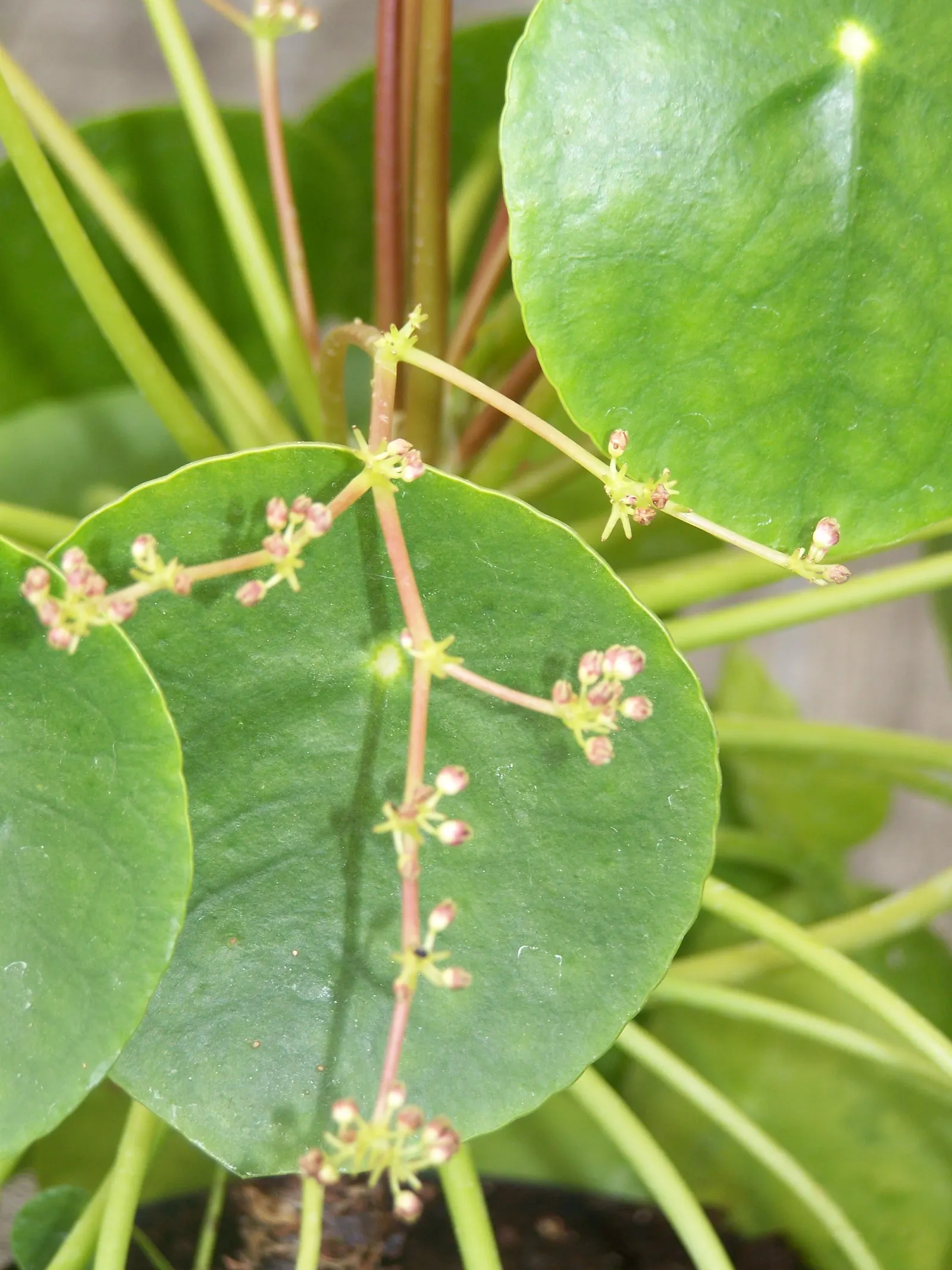Chinese Money Plant (Pilea Peperomioides) — is a distinctive and popular houseplant