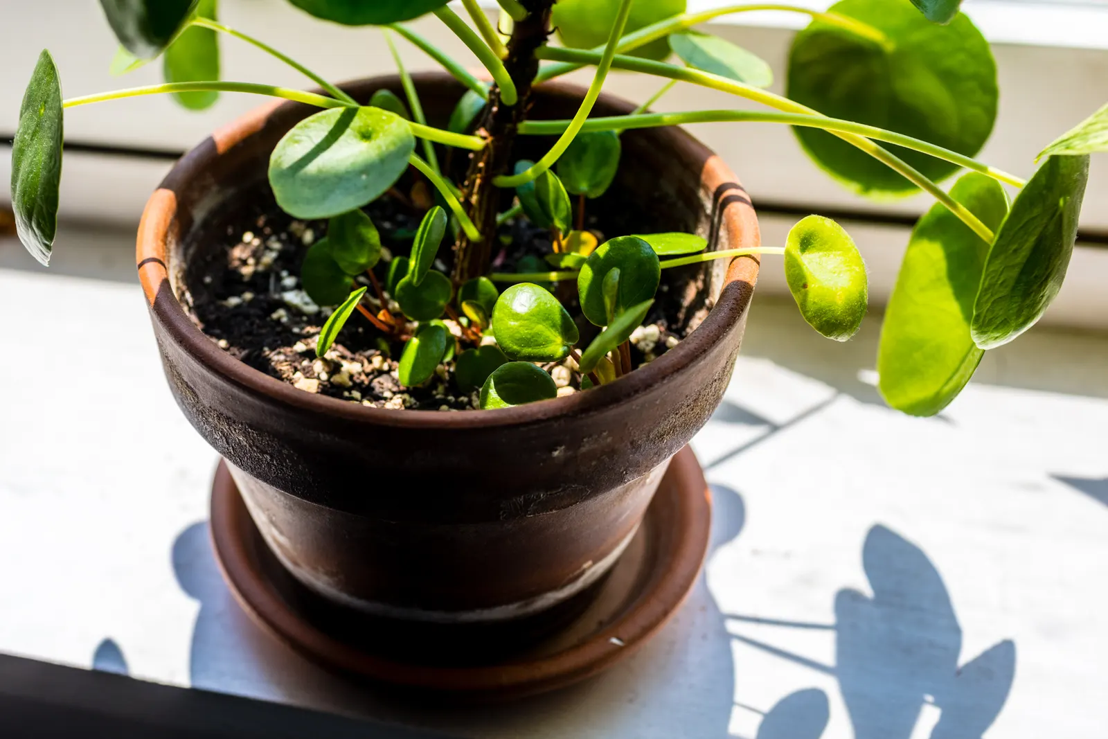 Chinese Money Plant (Pilea Peperomioides) — Pilea peperomioides produces a tidy