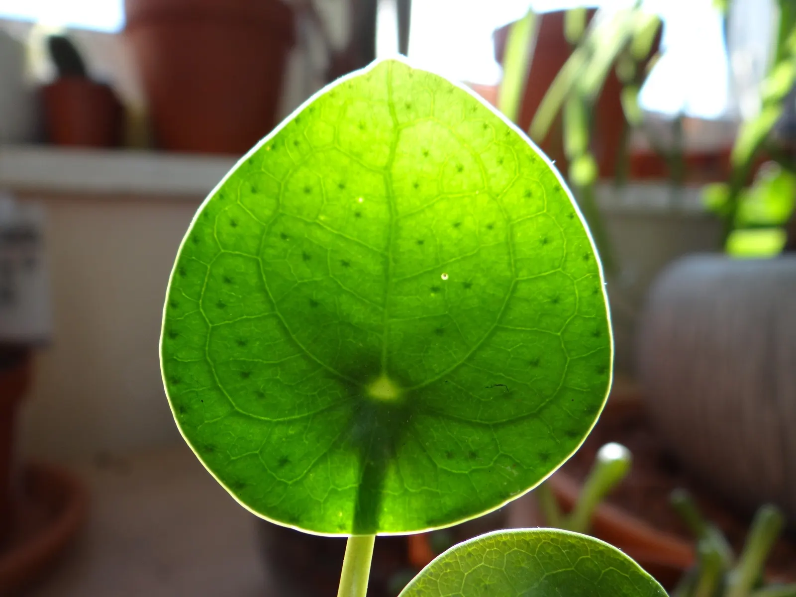 Chinese Money Plant (Pilea Peperomioides) — Its modest spread signifies it's an ideal choice for small areas or as part of a mixed display; emerald-green