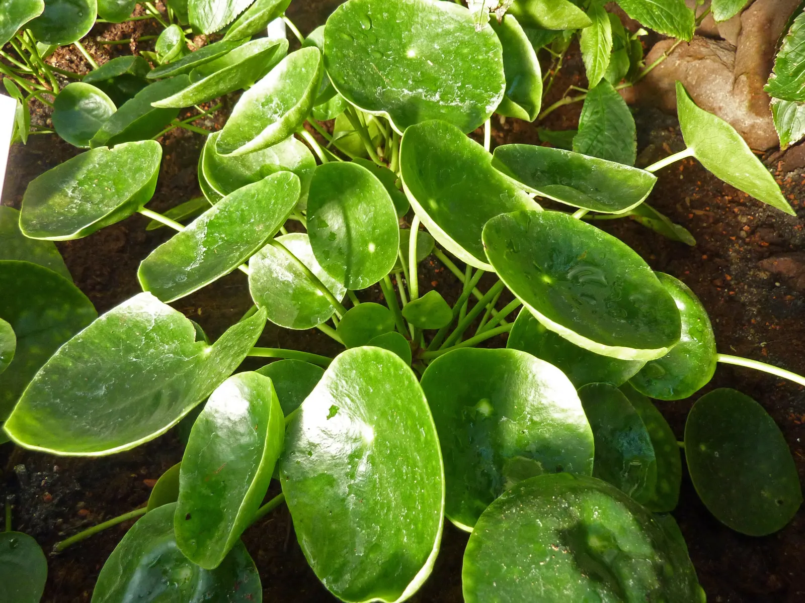 Chinese Money Plant (Pilea Peperomioides) — native to the Yunnan Province of China; depending on ambient humidity and temperature