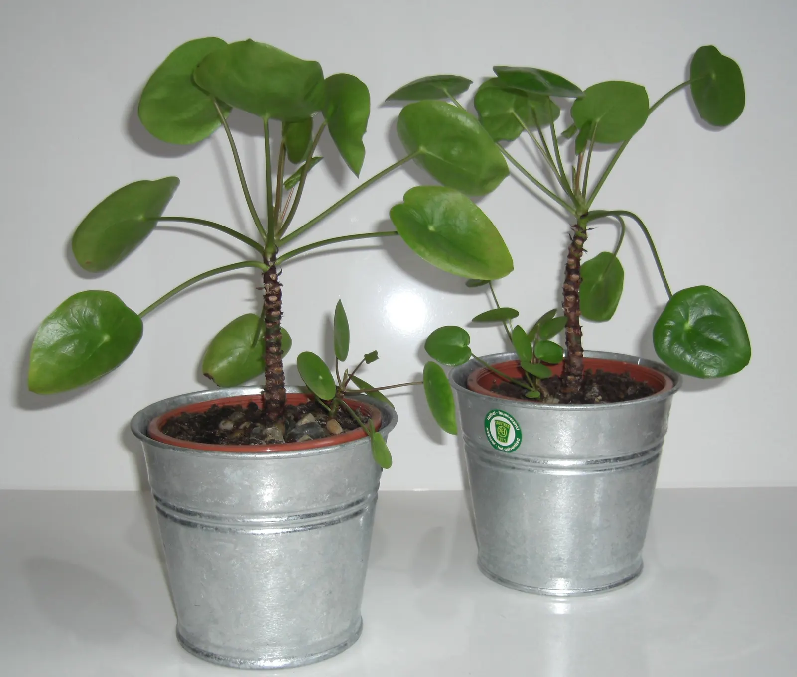Chinese Money Plant (Pilea Peperomioides) — Regular watering and occasional fertilizing foster a healthy, vibrant growth