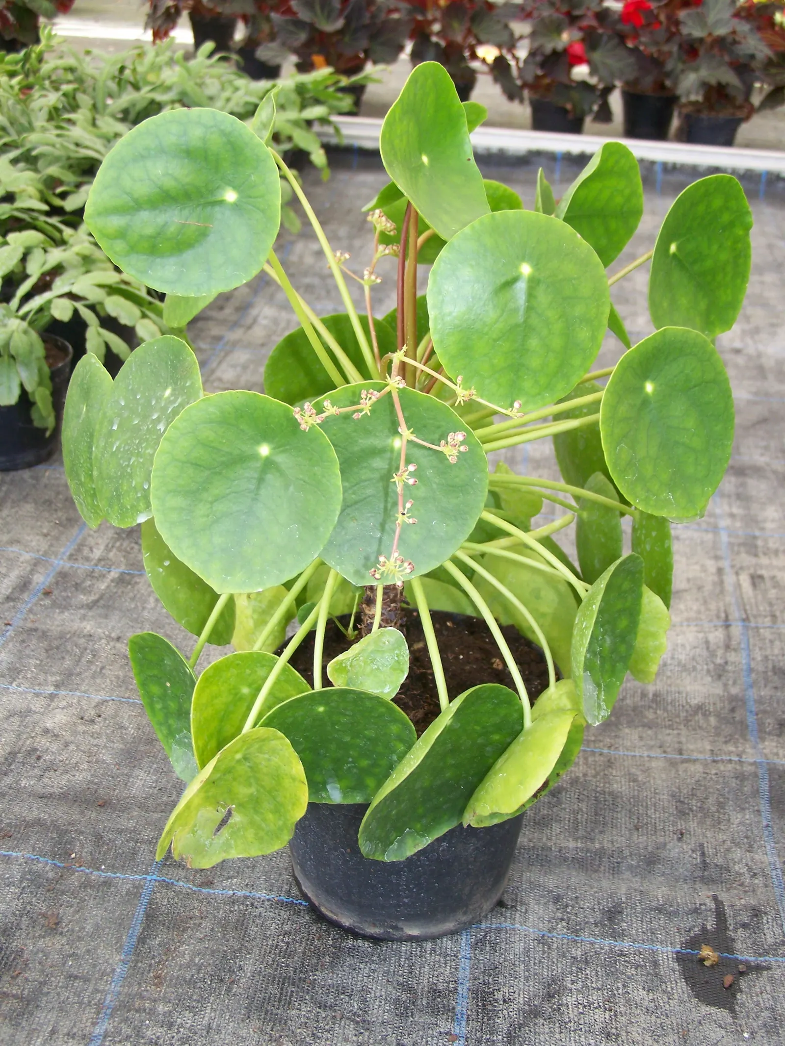 Chinese Money Plant (Pilea Peperomioides) — depending on ambient humidity and temperature