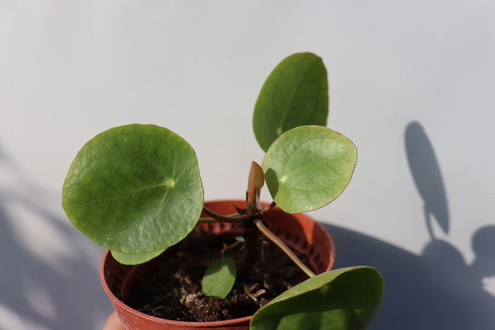 Chinese Money Plant (Pilea Peperomioides) — usually every 1 to 2 weeks