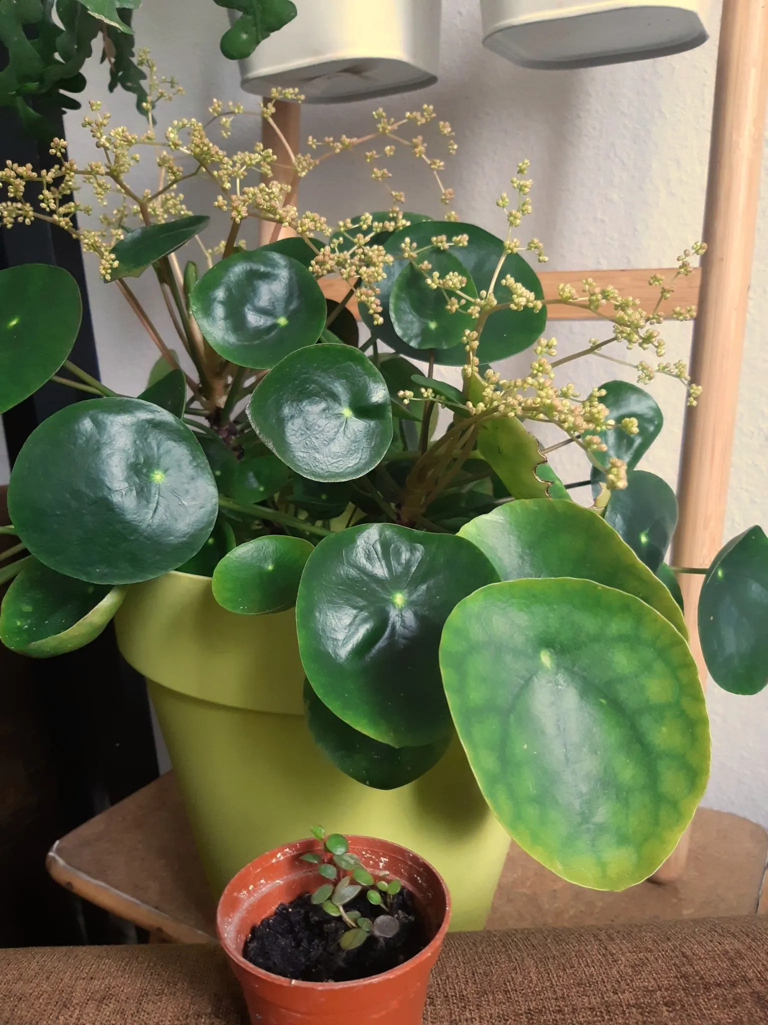 Chinese Money Plant (Pilea Peperomioides) — perennial for shade