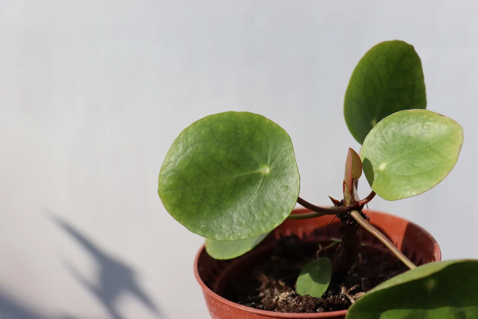 Chinese Money Plant (Pilea Peperomioides) — emerald-green leaves that are perched on the end of long