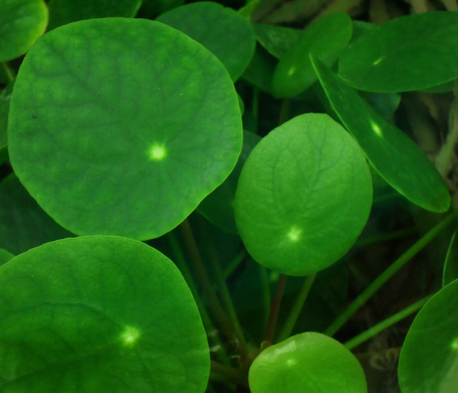 Chinese Money Plant (Pilea Peperomioides) — usually every 1 to 2 weeks; emerald-green leaves that are perched on the end of long
