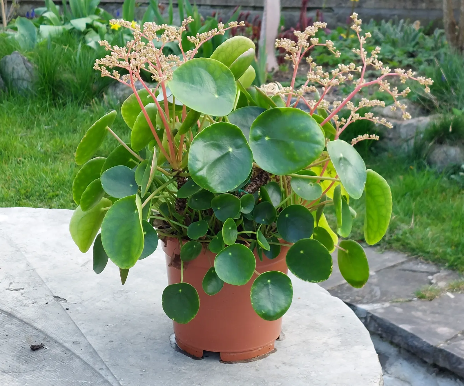 Chinese Money Plant (Pilea Peperomioides) — adds a modern touch to any indoor space; emerald-green leaves that are perched on the end of long