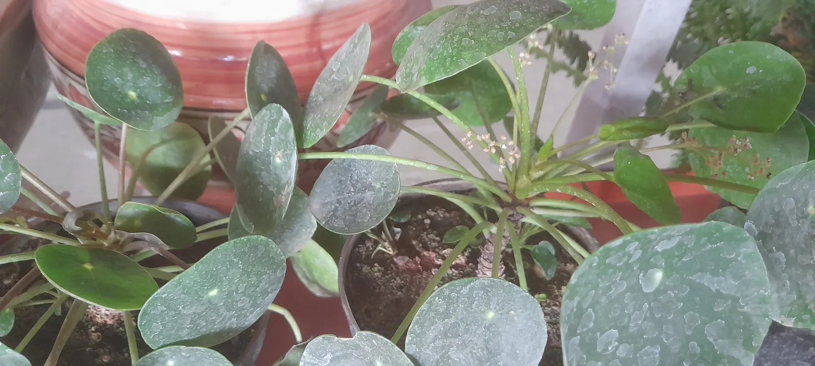 Chinese Money Plant (Pilea Peperomioides) — emerald-green leaves that are perched on the end of long, image 32