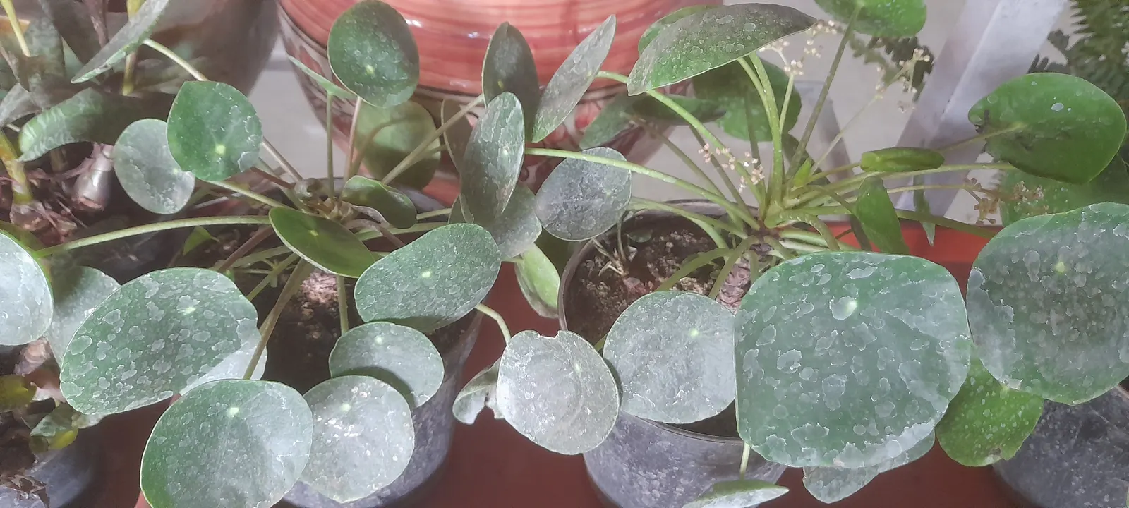 Chinese Money Plant (Pilea Peperomioides) — Regular watering and occasional fertilizing foster a healthy, vibrant growth; depending on ambient humidity and