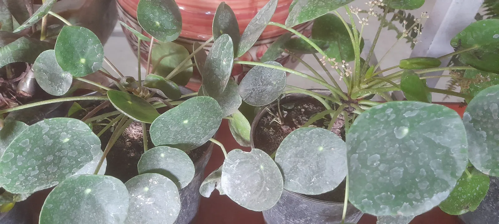 Chinese Money Plant (Pilea Peperomioides) — This charming plant is celebrated for its unique coin-shaped; indirect light with well-draining soil