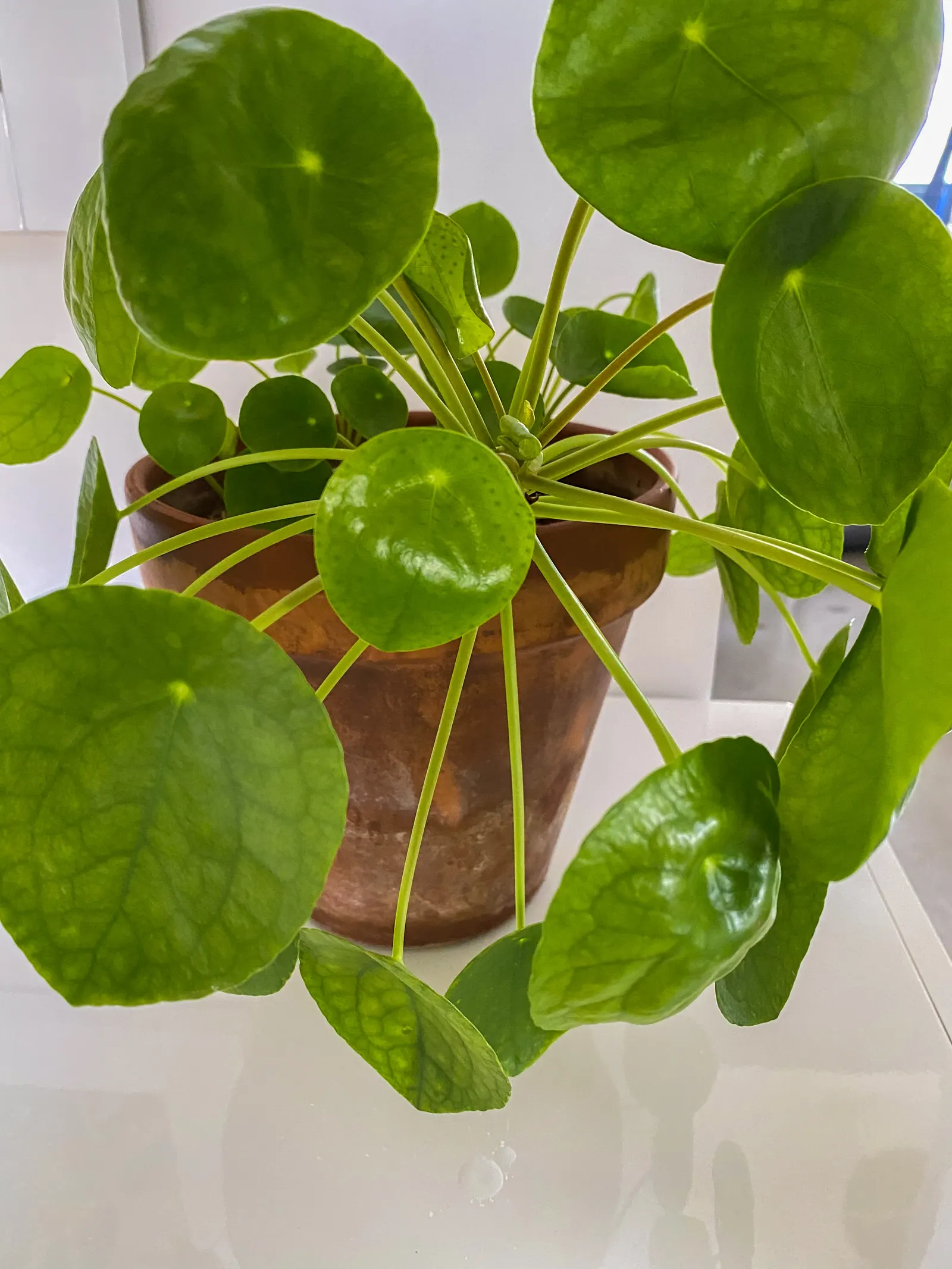 Chinese Money Plant (Pilea Peperomioides) — adds a modern touch to any indoor space
