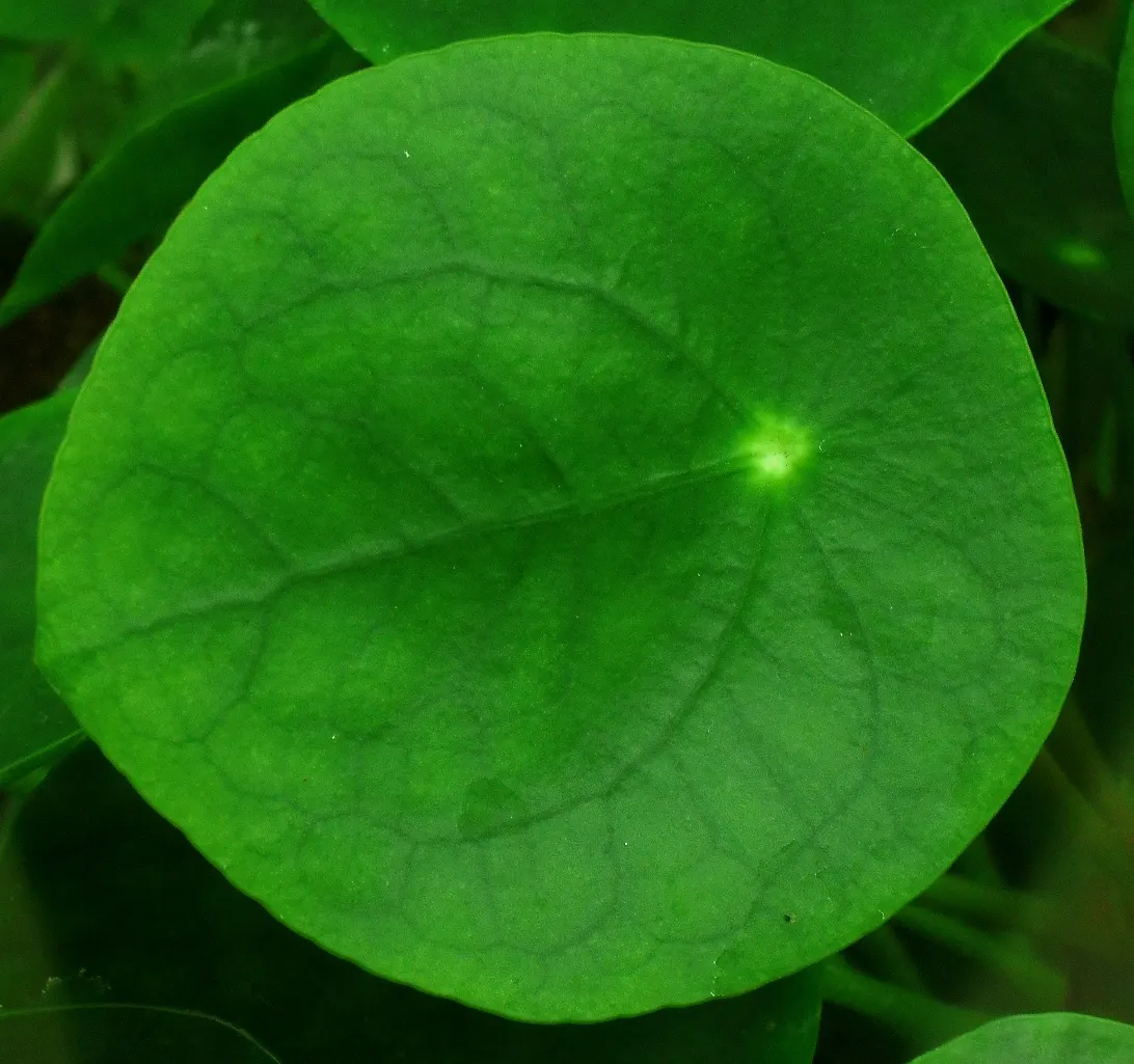 Chinese Money Plant (Pilea Peperomioides) — This low-maintenance evergreen reaches up to 12 inches in height and thrives in bright