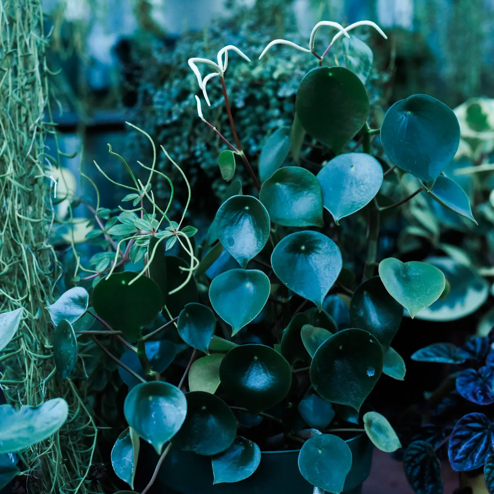 Chinese Money Plant (Pilea Peperomioides) — scientifically known as Pilea peperomioides