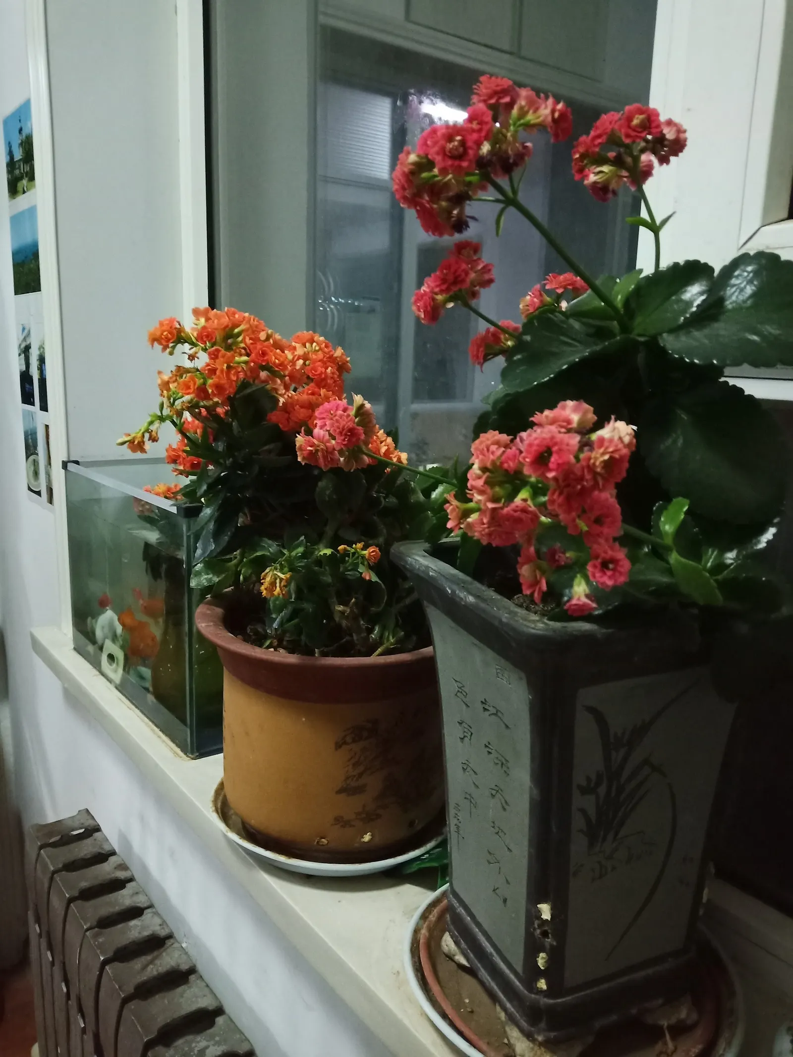 Chinese Money Plant (Pilea Peperomioides) — which makes it a safe choice for homes with pets or children