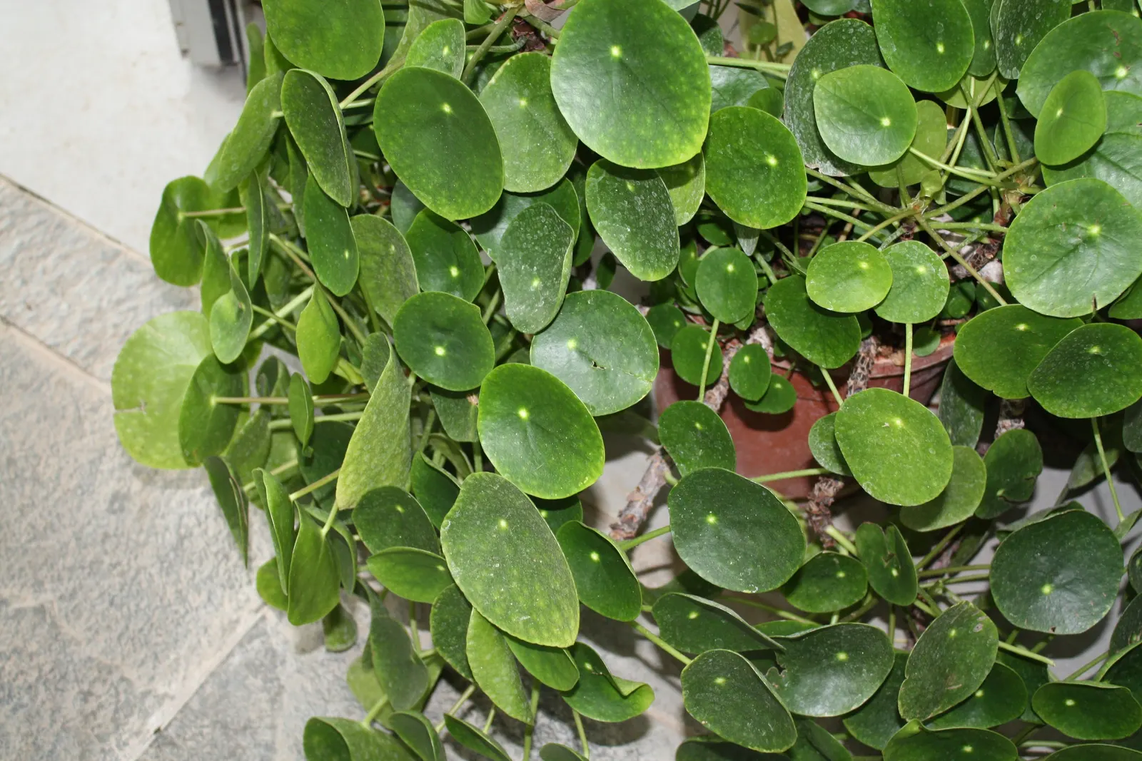 Chinese Money Plant (Pilea Peperomioides) — scientifically known as Pilea peperomioides; indirect light with well-draining soil