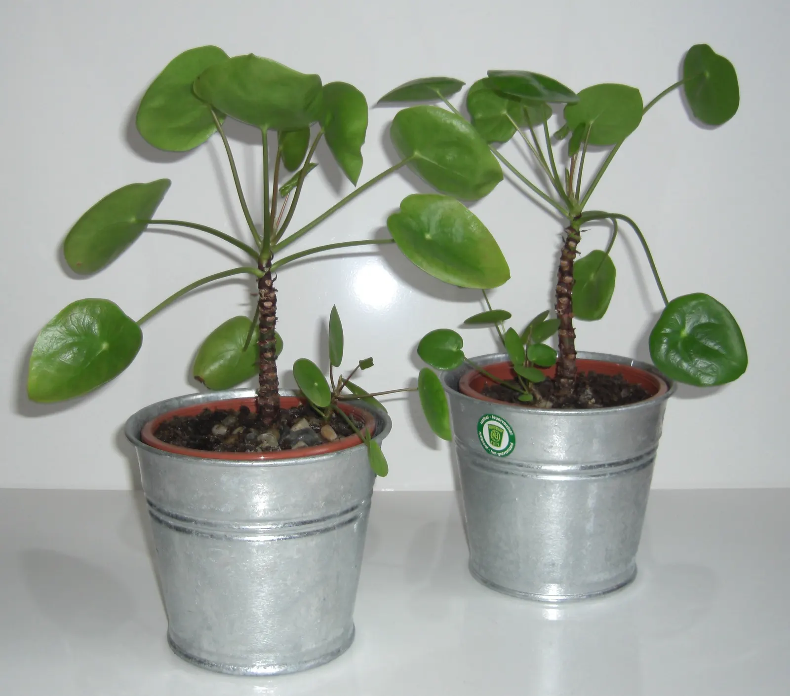 Chinese Money Plant (Pilea Peperomioides) — It flourishes in medium to bright indirect sunlight but can tolerate lower light conditions