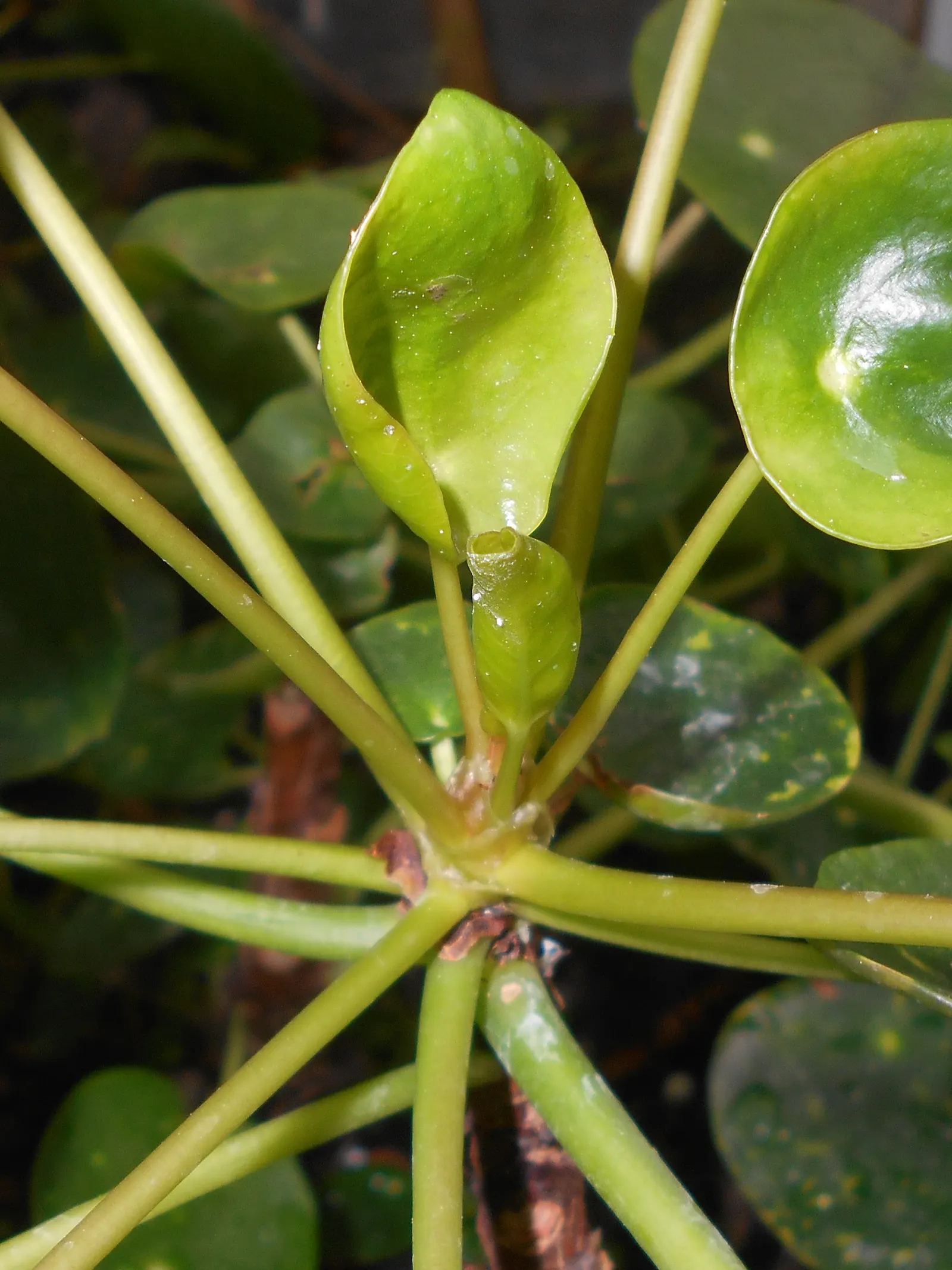 Chinese Money Plant (Pilea Peperomioides) — giving the foliage a captivating; depending on ambient humidity and temperature