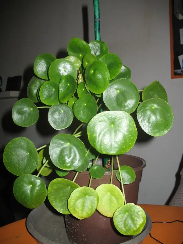 Chinese Money Plant (Pilea Peperomioides) — compact form suitable for smaller areas within the landscape design or as a striking tabletop feature, image 35