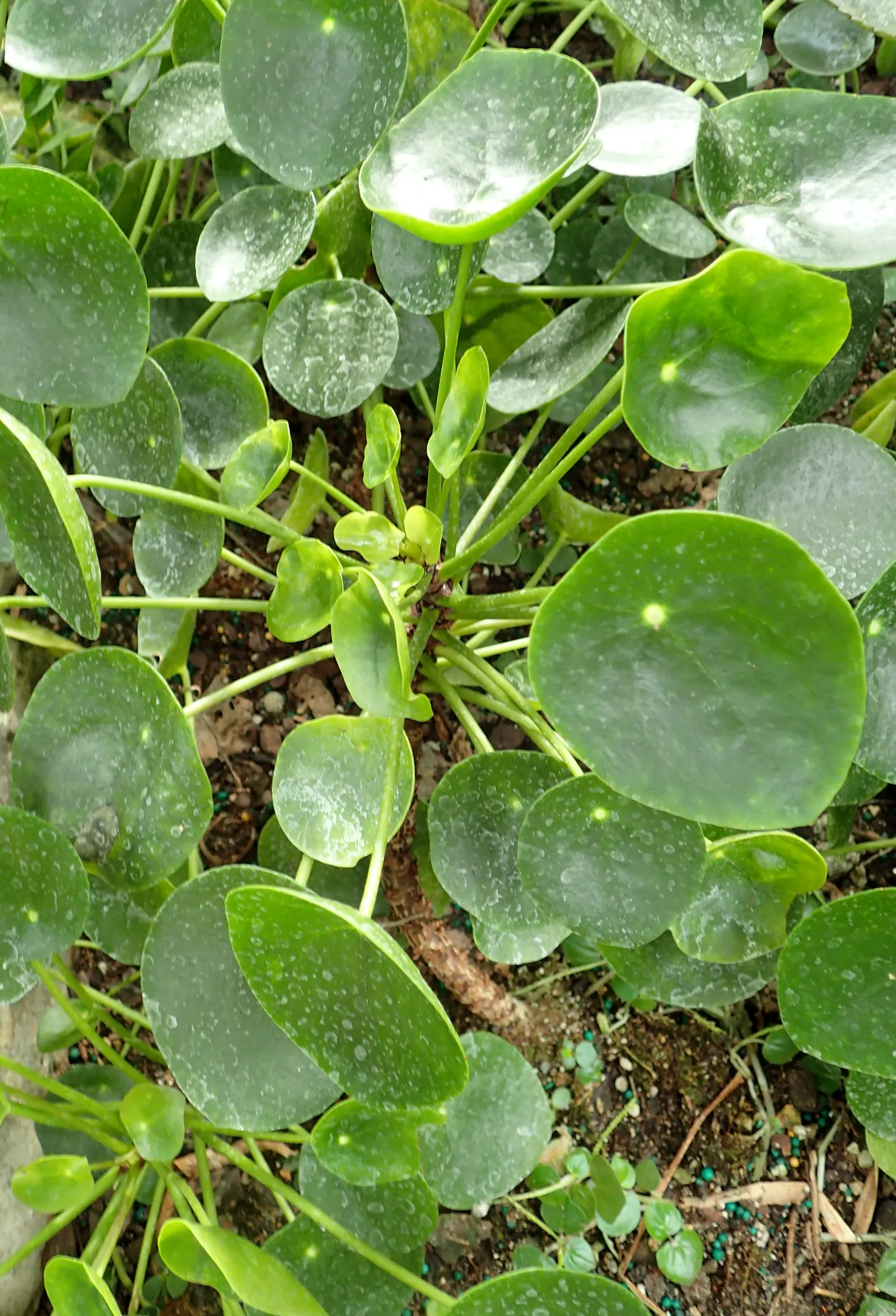 Chinese Money Plant (Pilea Peperomioides) — This low-maintenance evergreen reaches up to 12 inches in height and thrives in bright; depending on ambient