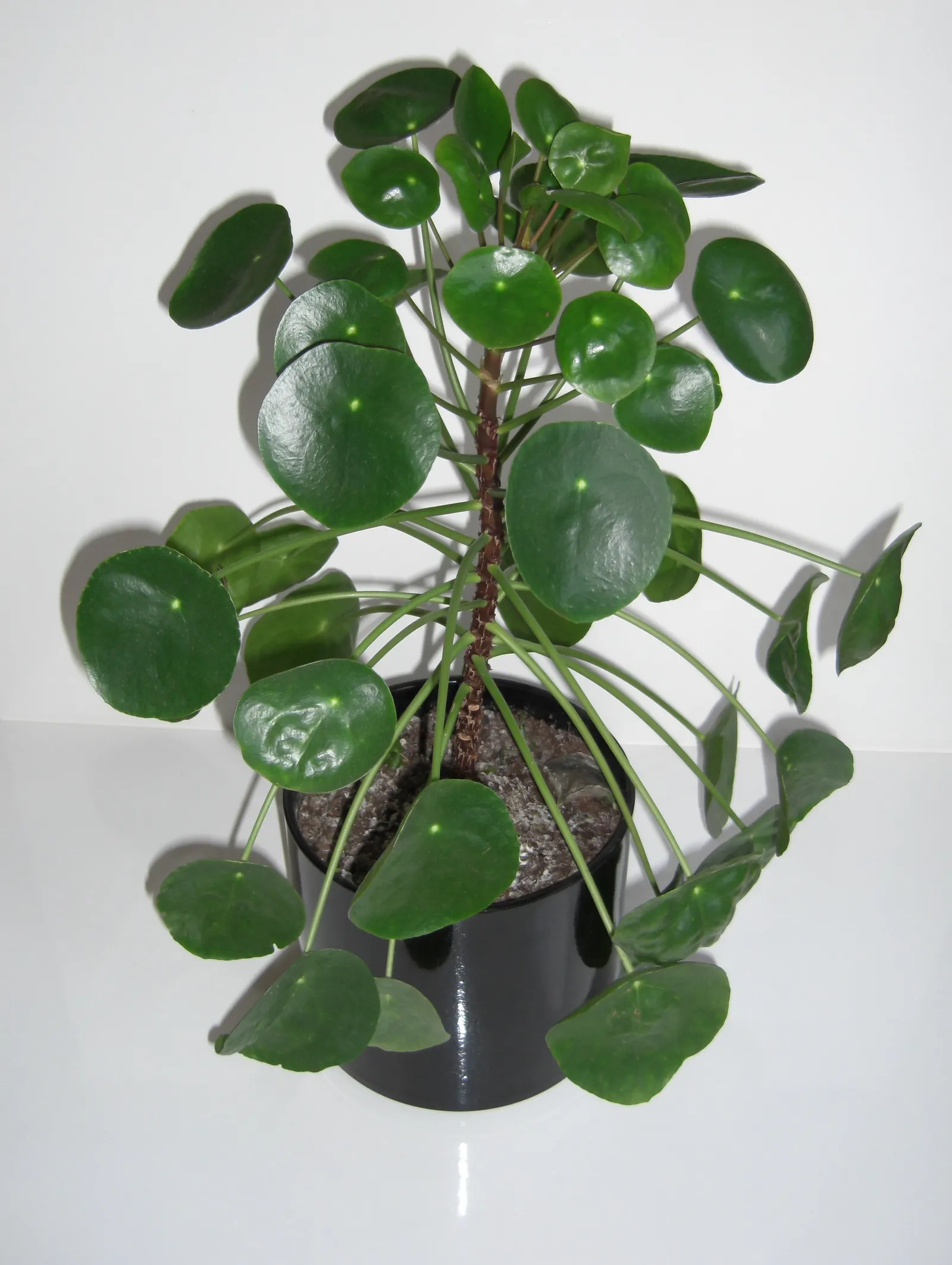 Chinese Money Plant (Pilea Peperomioides) — native to the Yunnan Province of China