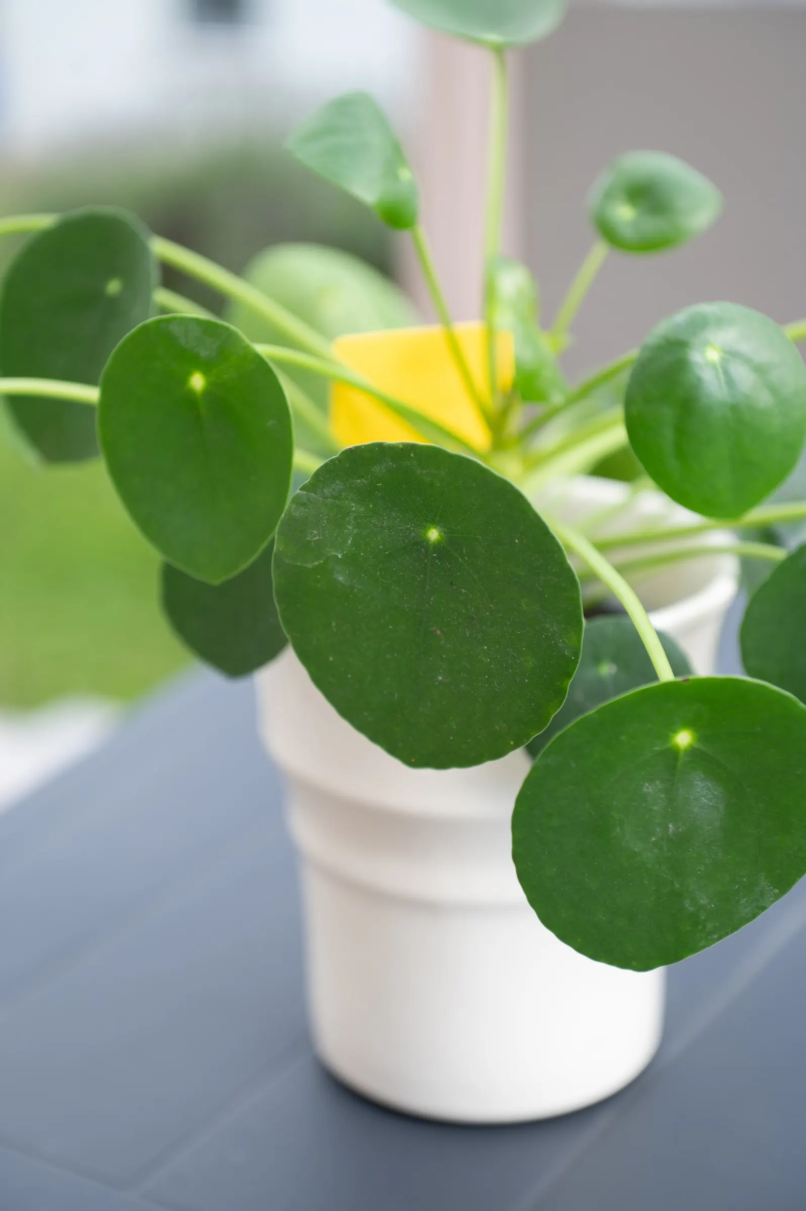 Chinese Money Plant (Pilea Peperomioides) — indirect light with well-draining soil, image 25