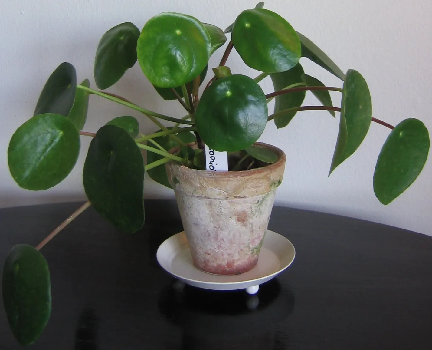 Chinese Money Plant (Pilea Peperomioides) — Its modest spread signifies it's an ideal choice for small areas or as part of a mixed display