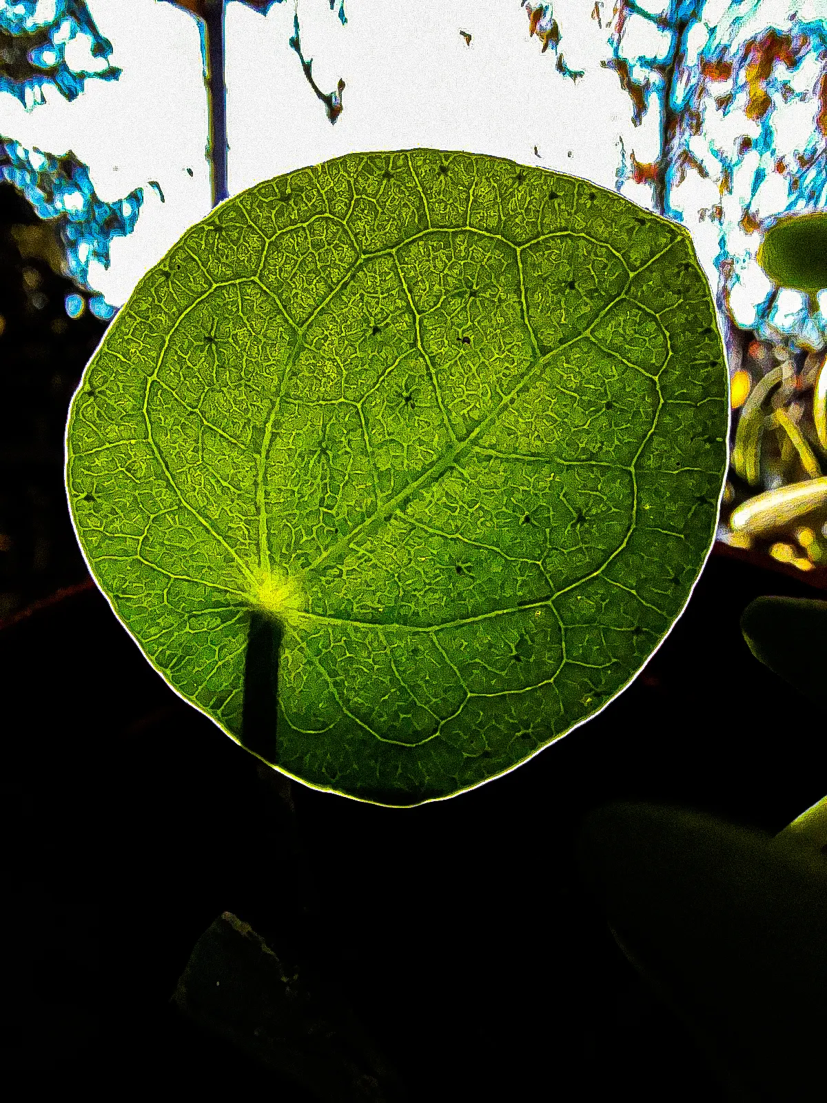 Chinese Money Plant (Pilea Peperomioides) — It flourishes in medium to bright indirect sunlight but can tolerate lower light conditions; depending on ambient