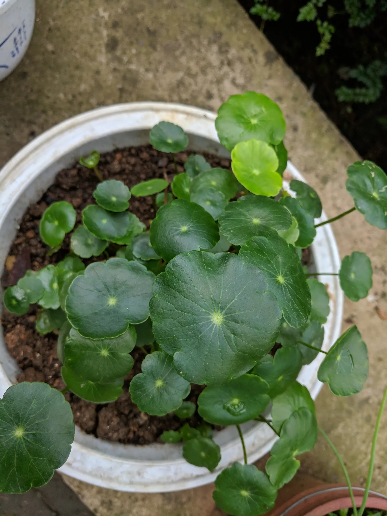 Chinese Money Plant (Pilea Peperomioides) — making it versatile and adaptable to various indoor environments.<br><br>For optimal growth; indirect light with